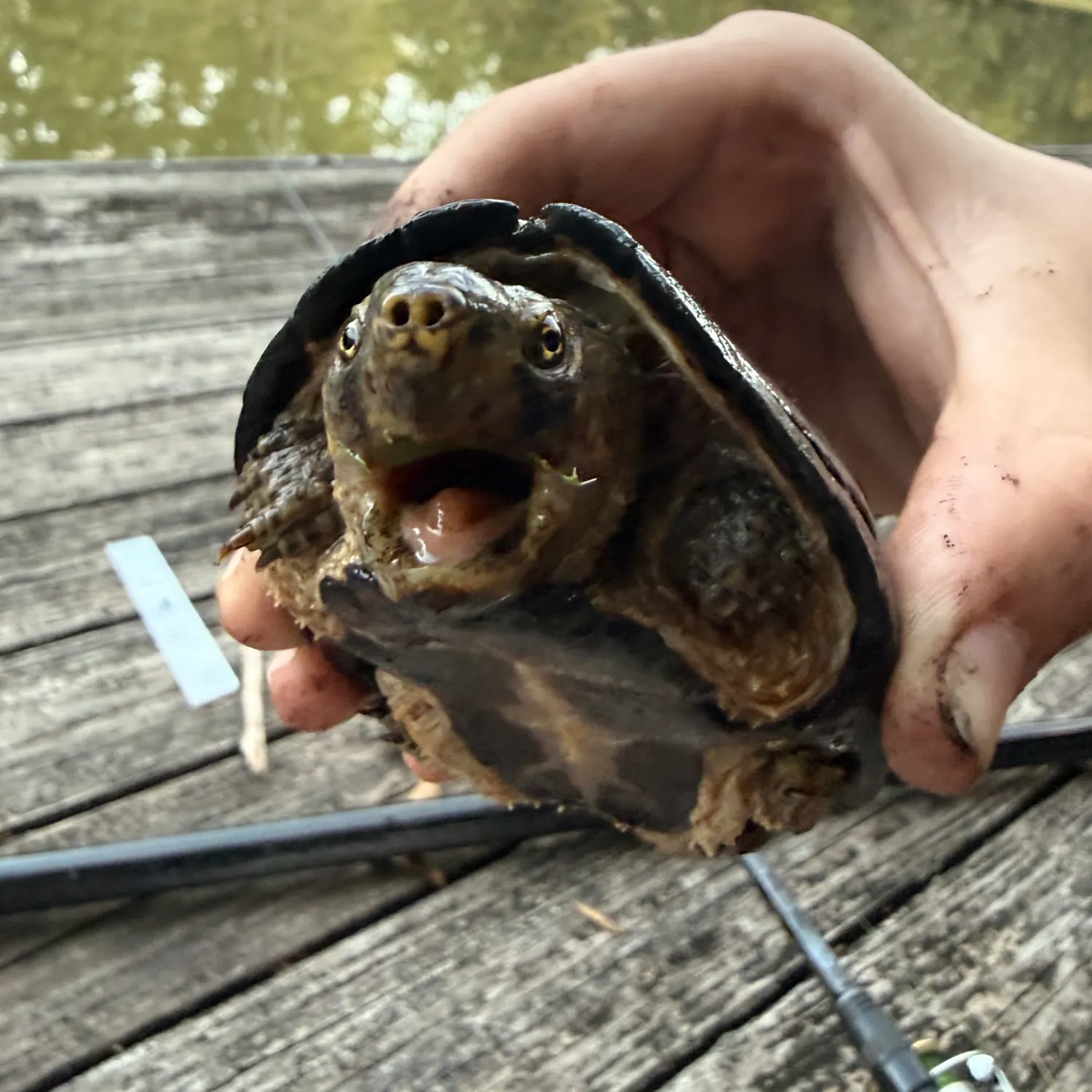 Common snapping turtle caught on Fishbrain