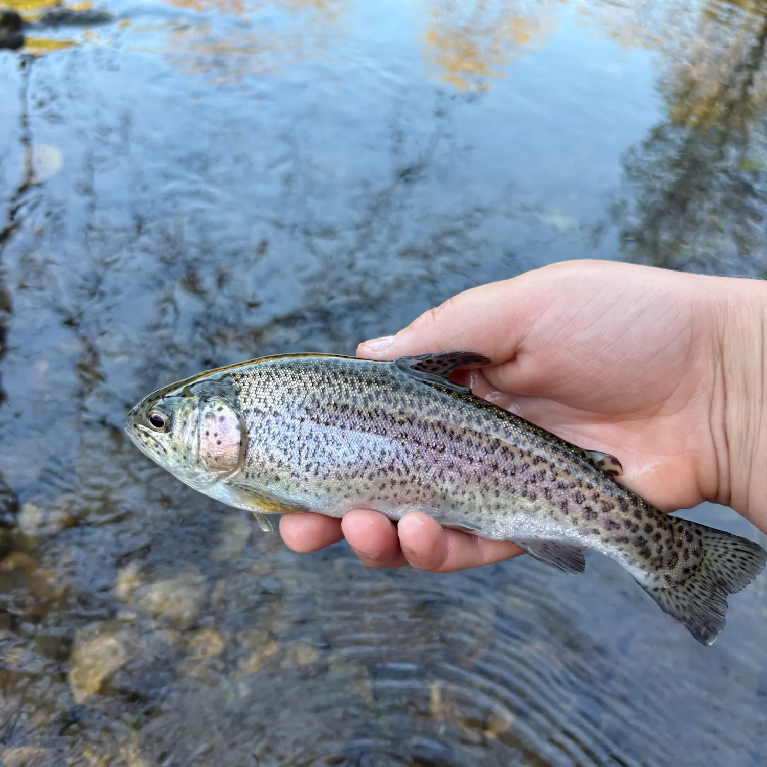 Rainbow trout caught on Fishbrain