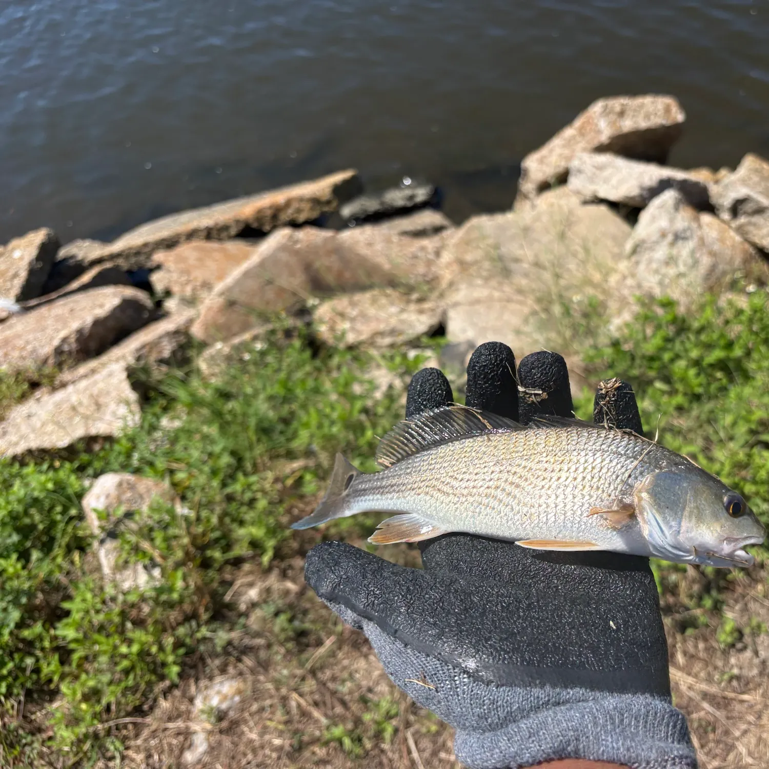 Red drum caught on Fishbrain