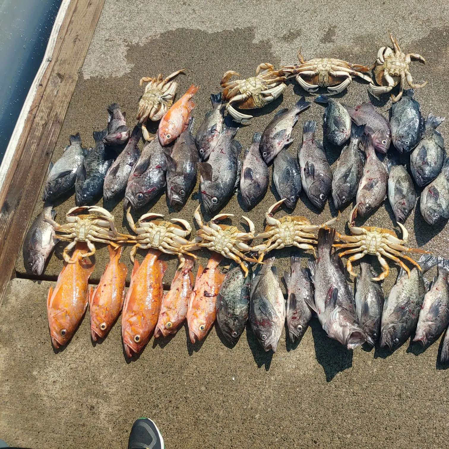 recently logged catches