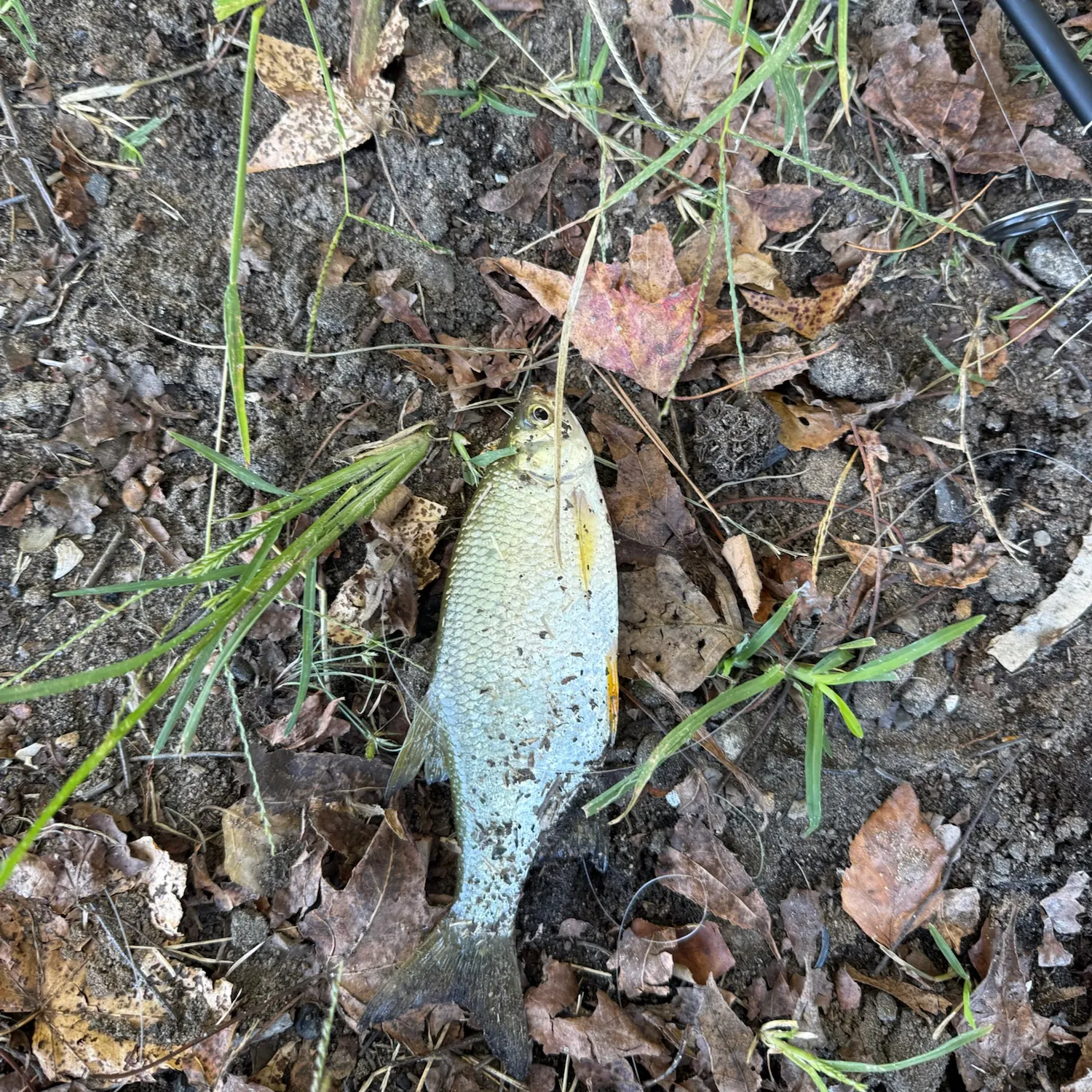 Golden shiner caught on Fishbrain