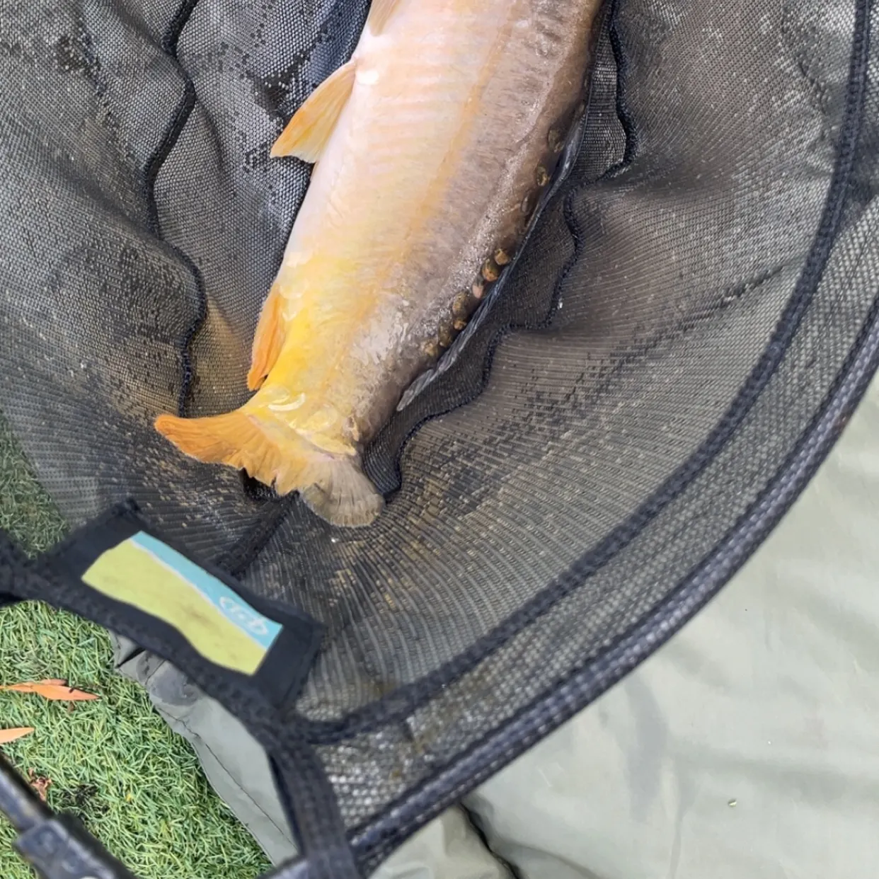 The most recent Leather carp catches on Fishbrain