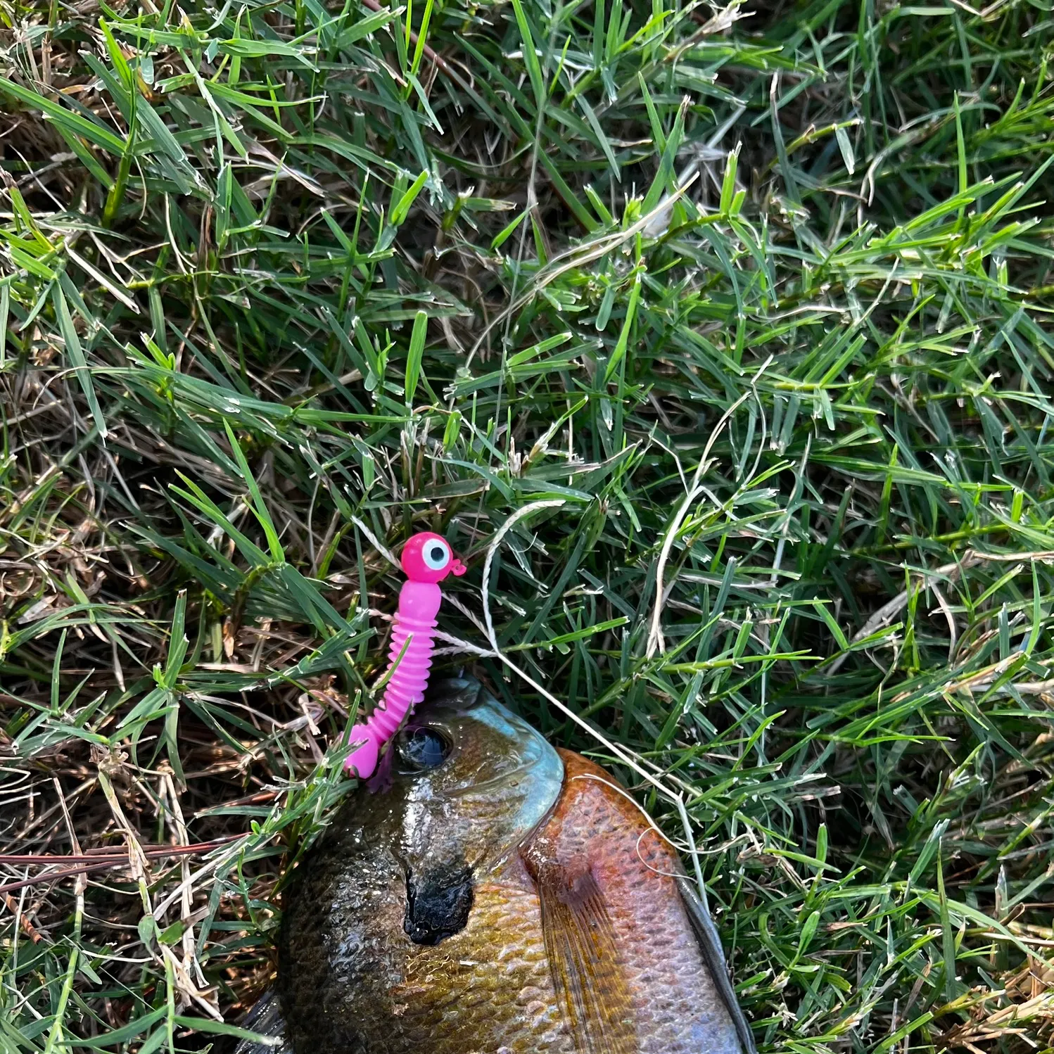 Bluegill caught on Fishbrain