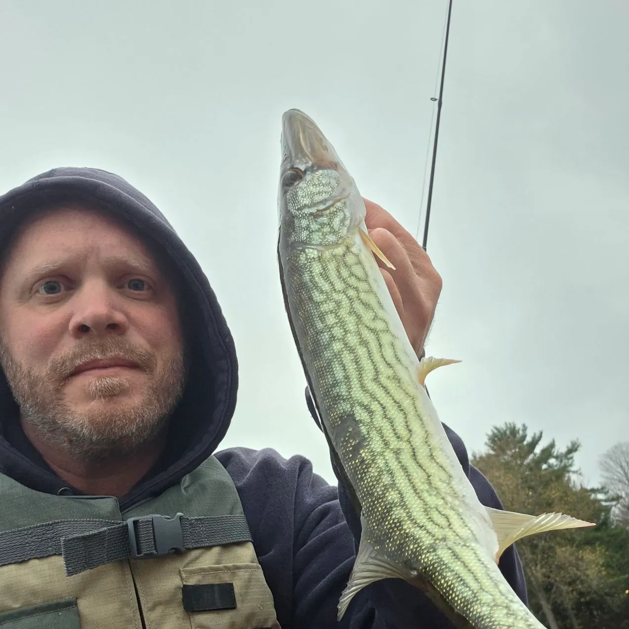 Chain pickerel caught on Fishbrain