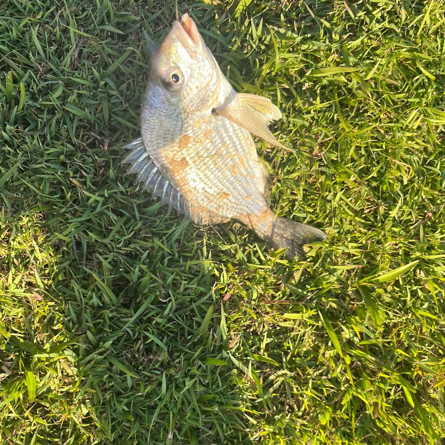 Surf bream caught on Fishbrain