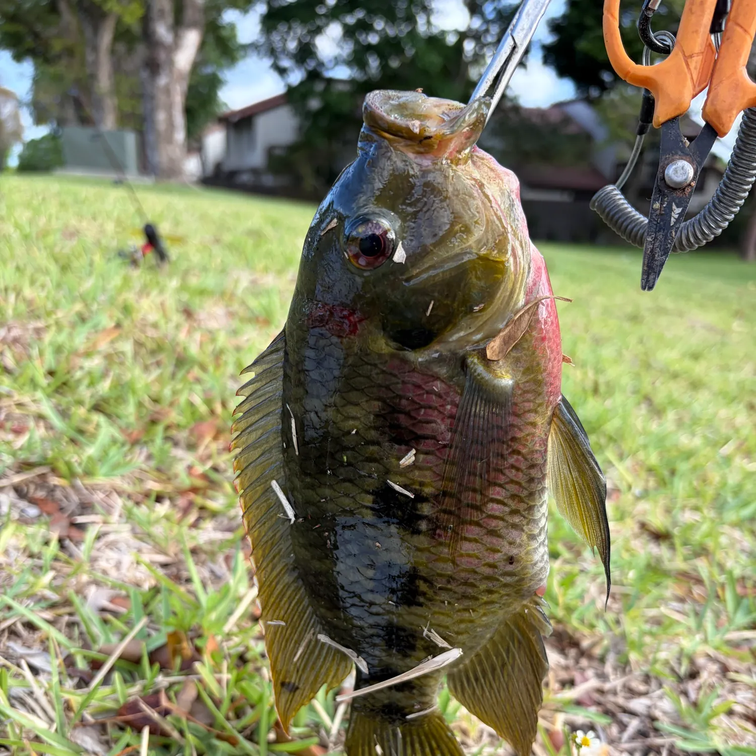 The most recent Spotted tilapia catches on Fishbrain