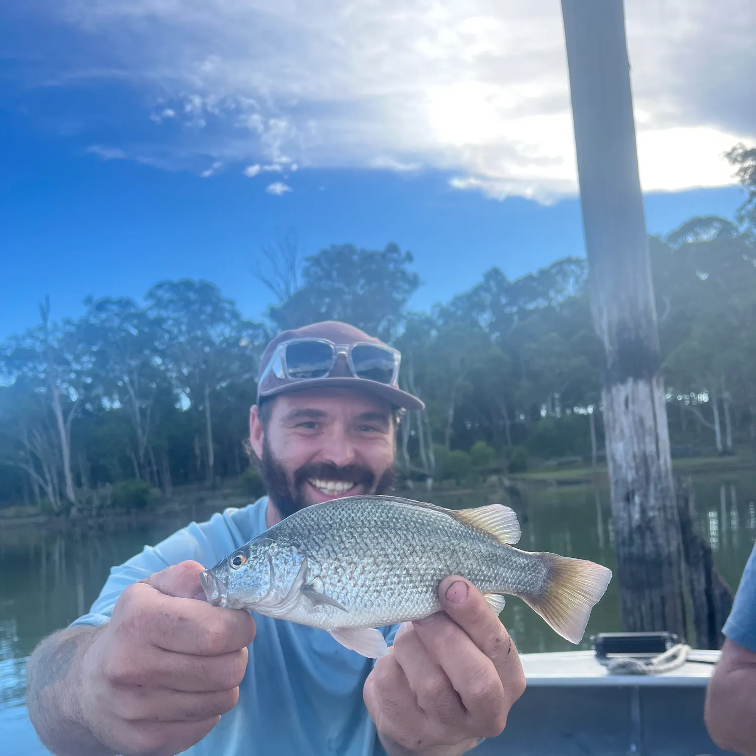 The most recent Spangled perch catches on Fishbrain