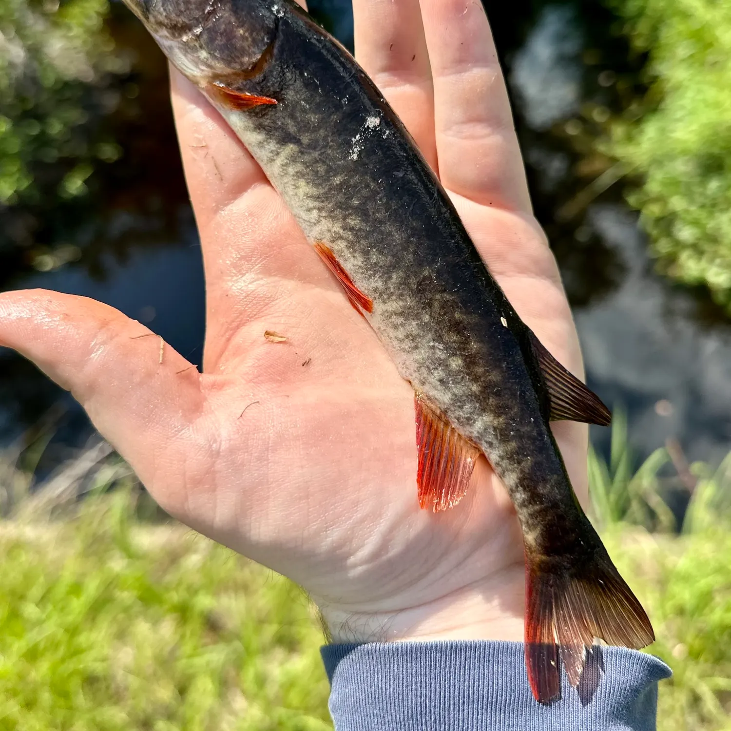 The most popular recent Redfin pickerel catch on Fishbrain