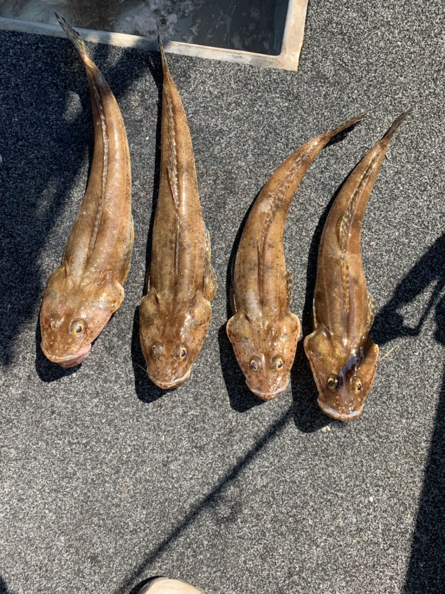 Post image from ayildirim1984