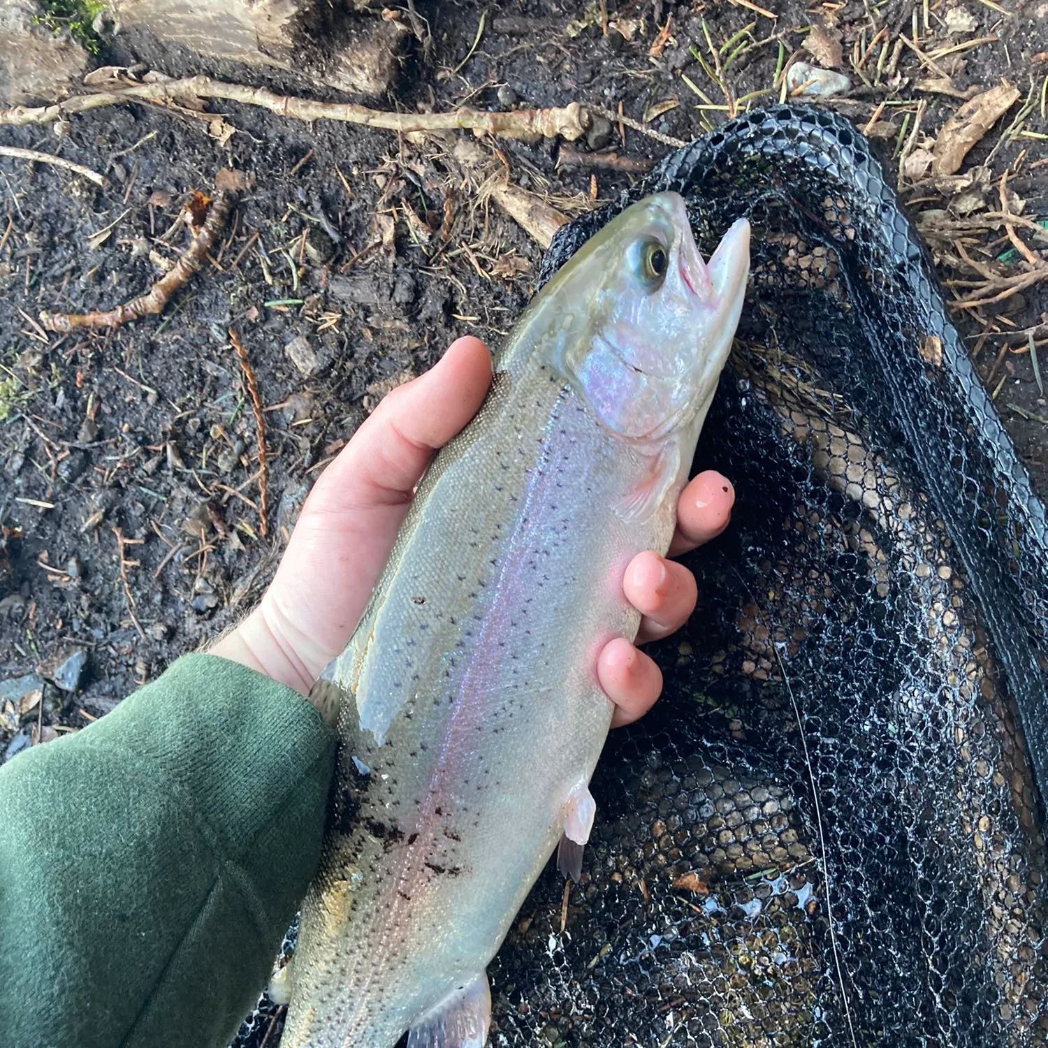 Rainbow trout caught on Fishbrain