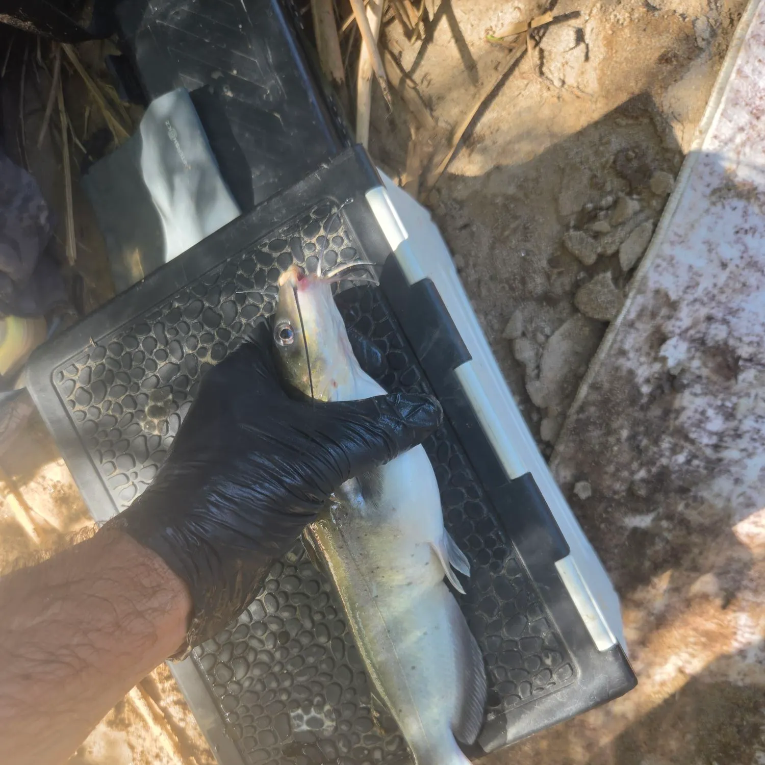 Channel catfish caught on Fishbrain