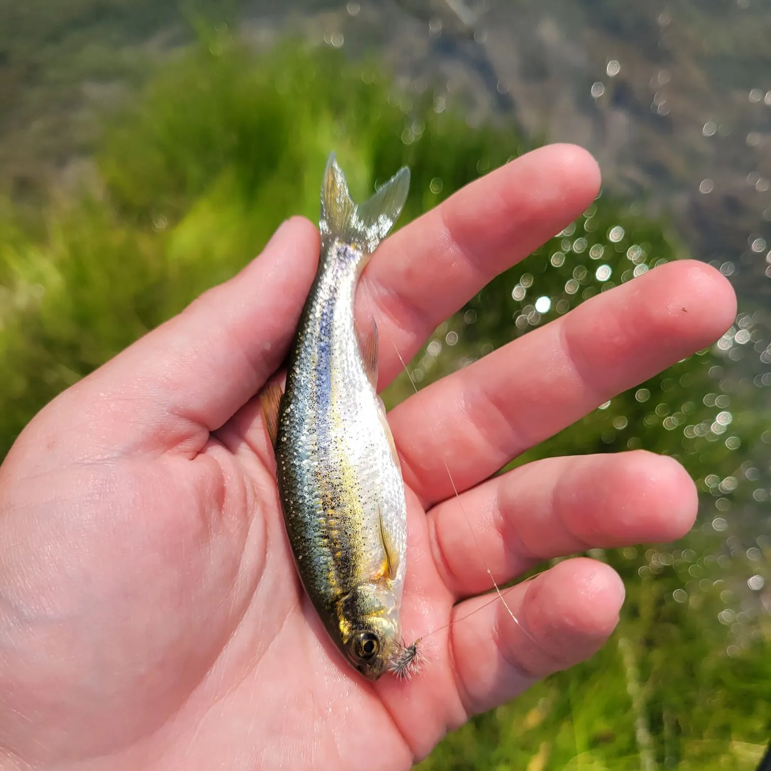 The most recent Redside shiner catches on Fishbrain