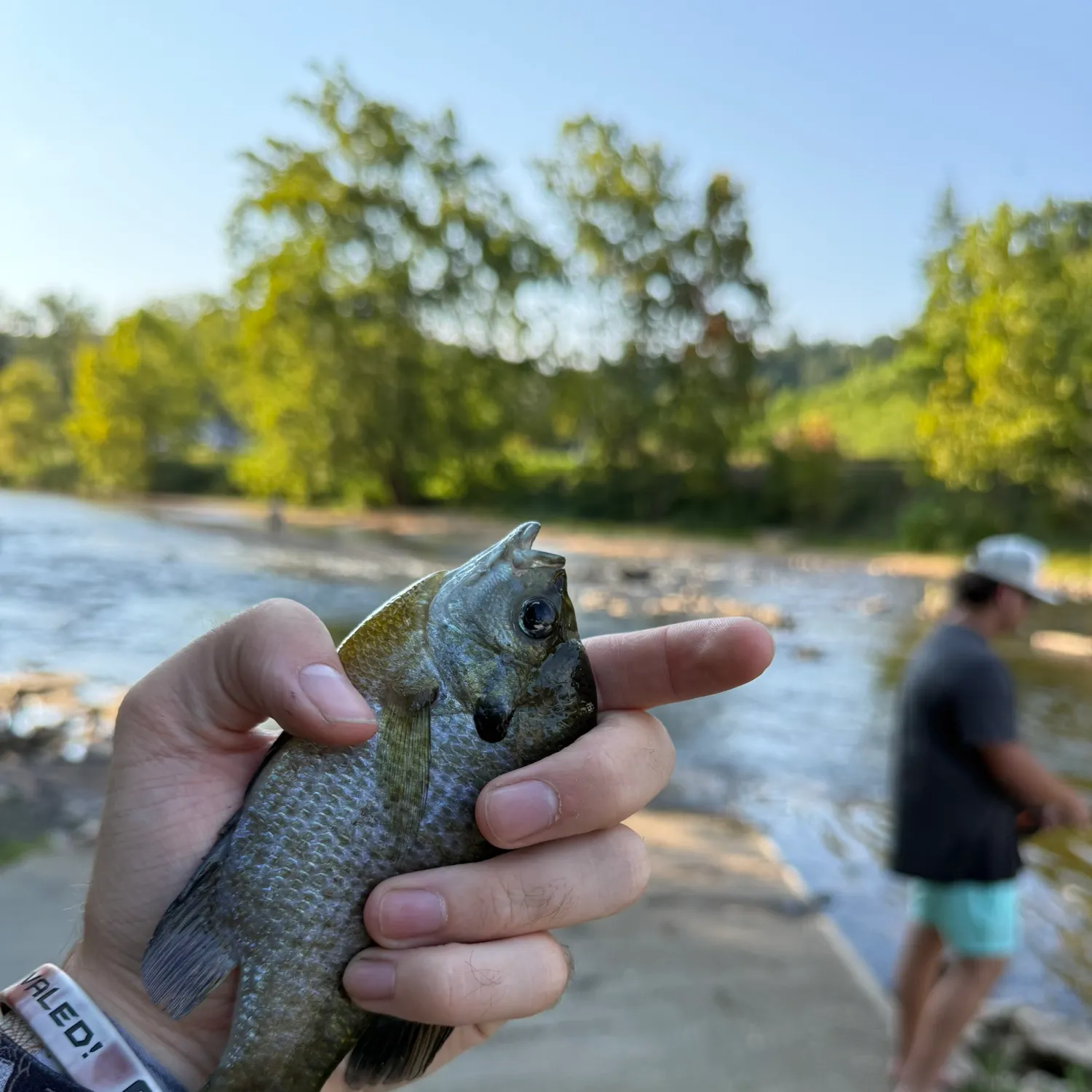 Bluegill caught on Fishbrain