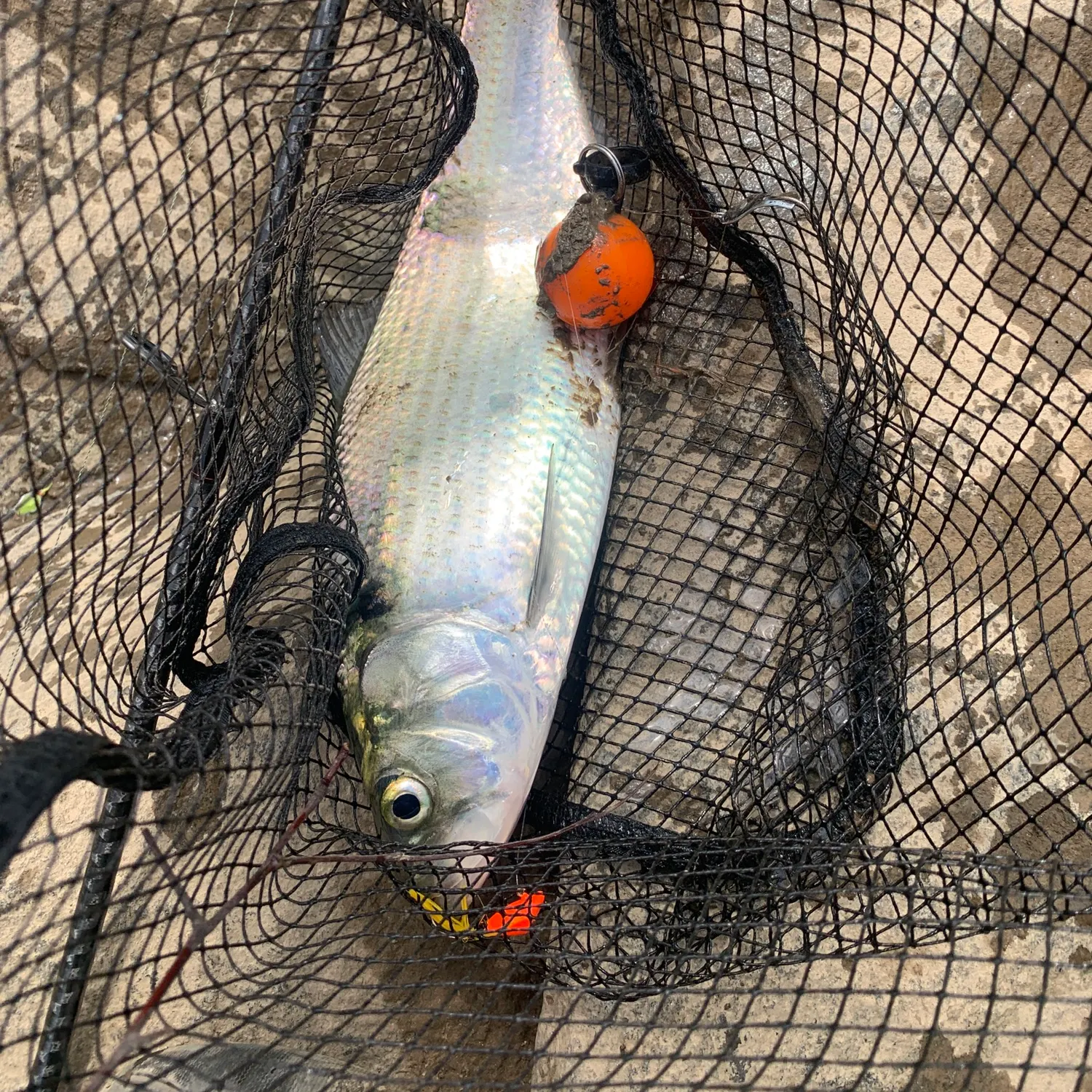 The most recent American shad catches on Fishbrain