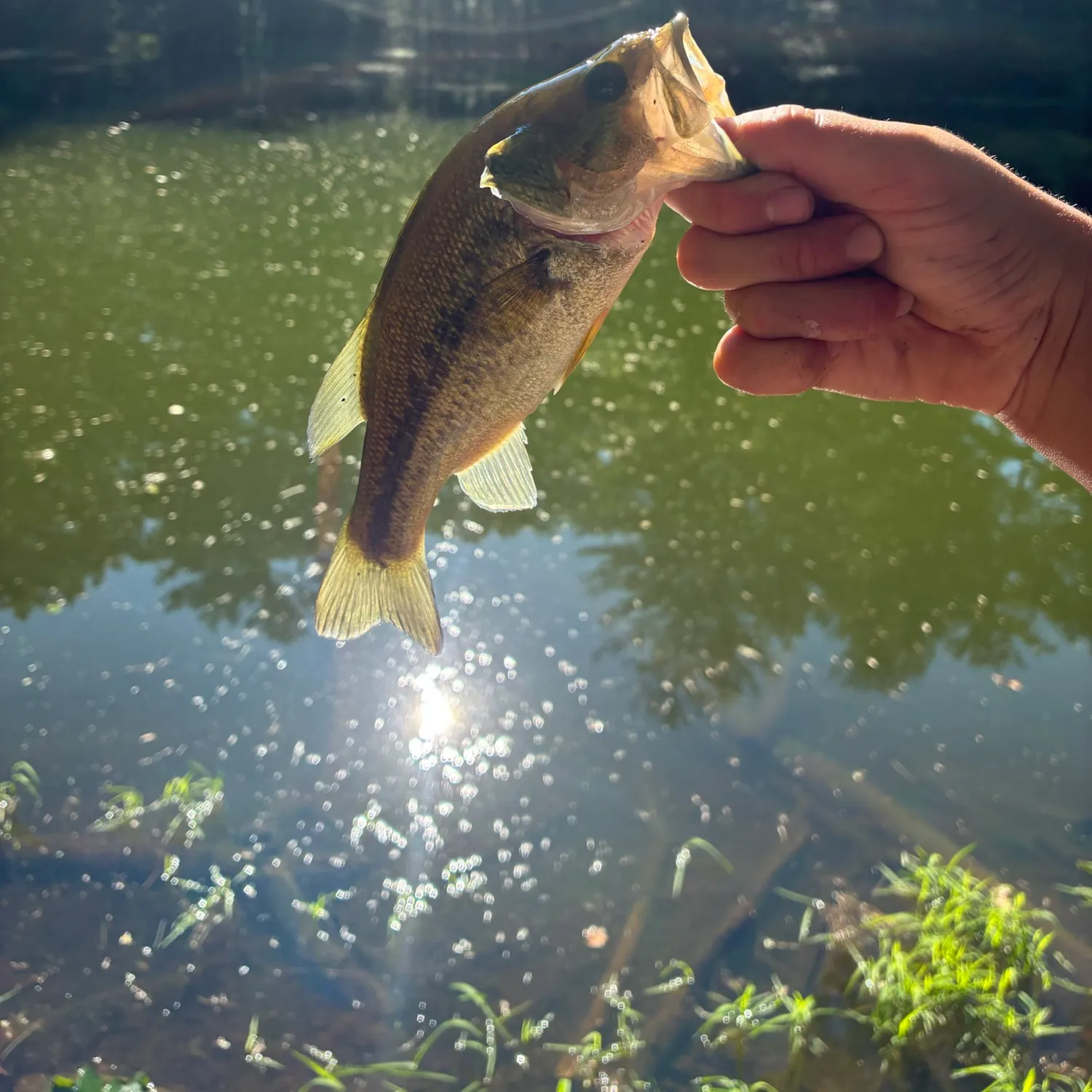 Largemouth bass caught on Fishbrain