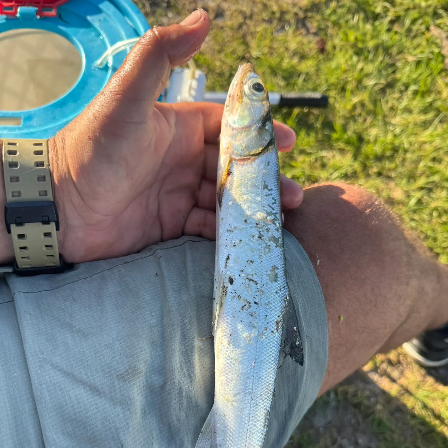 catch