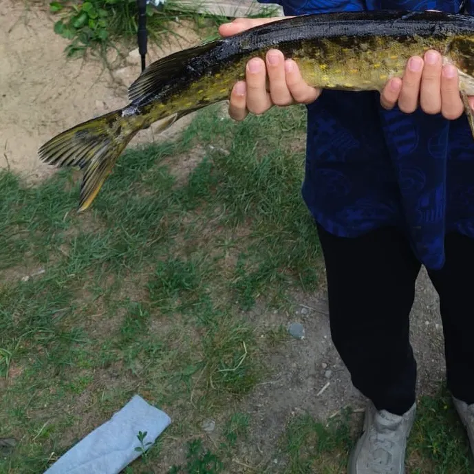 Northern pike caught on Fishbrain