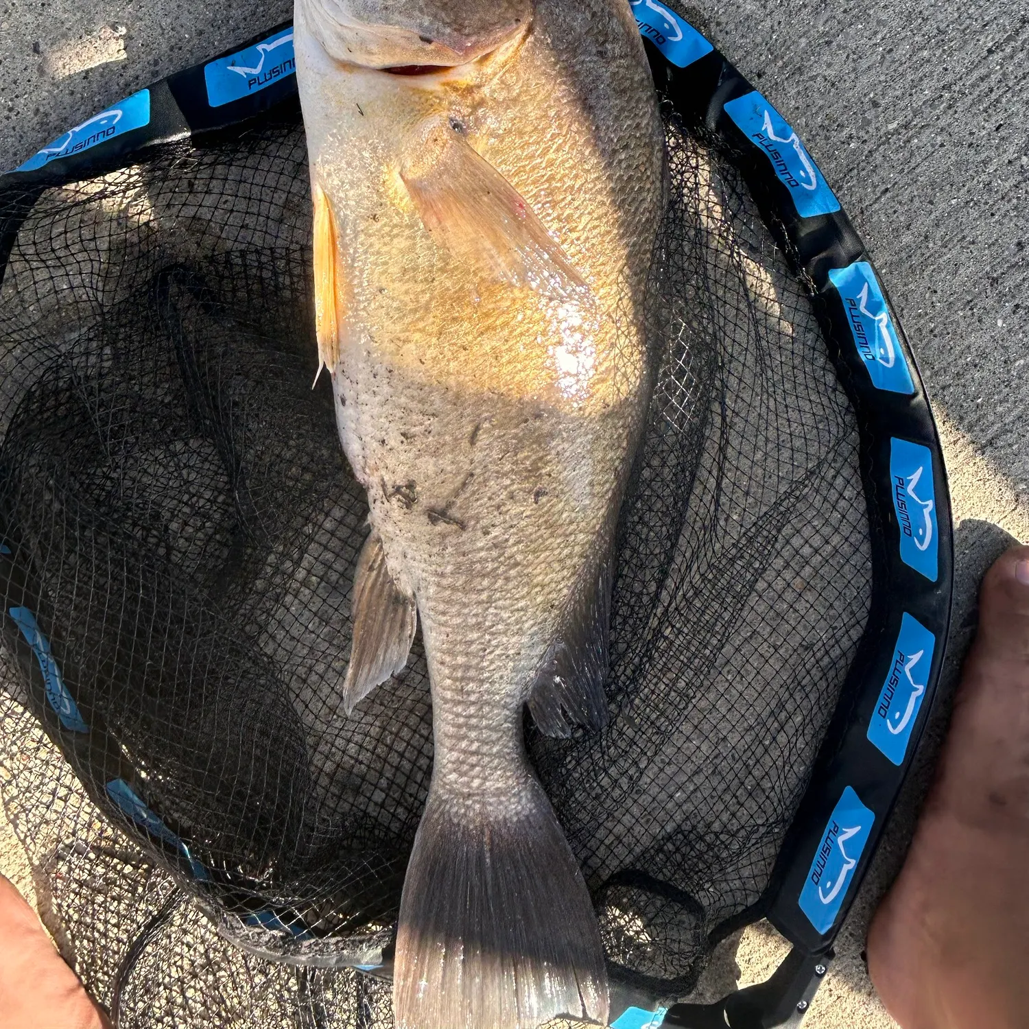Freshwater drum caught on Fishbrain