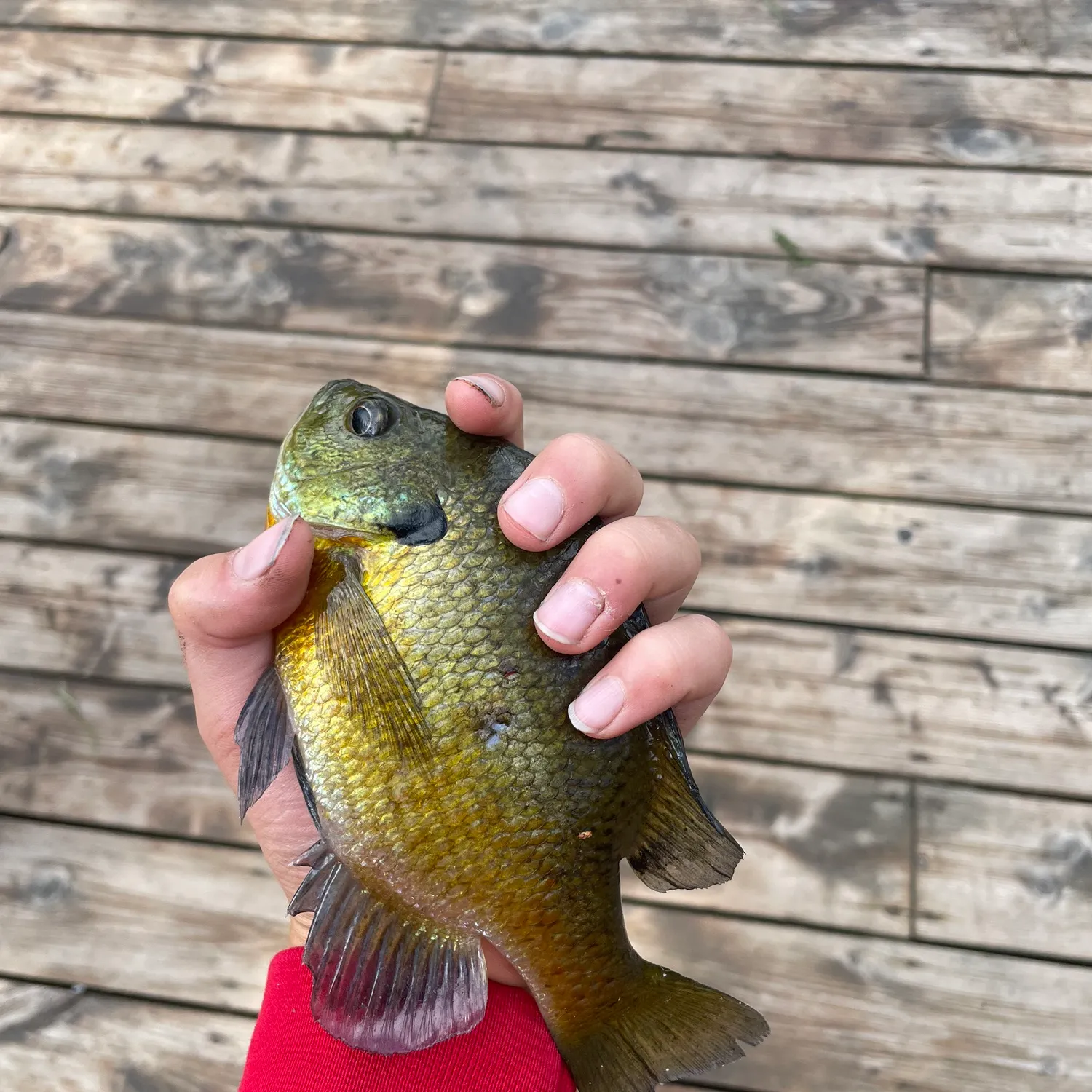 Bluegill caught on Fishbrain