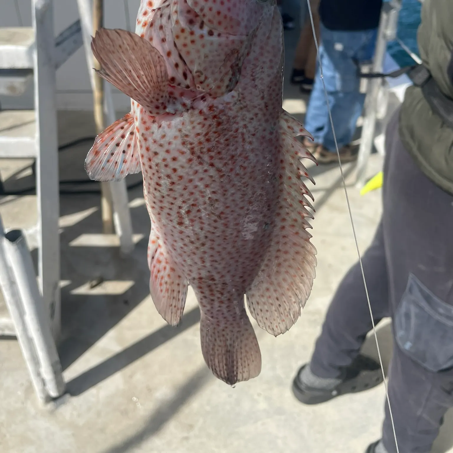 The most recent Red hind grouper catches on Fishbrain