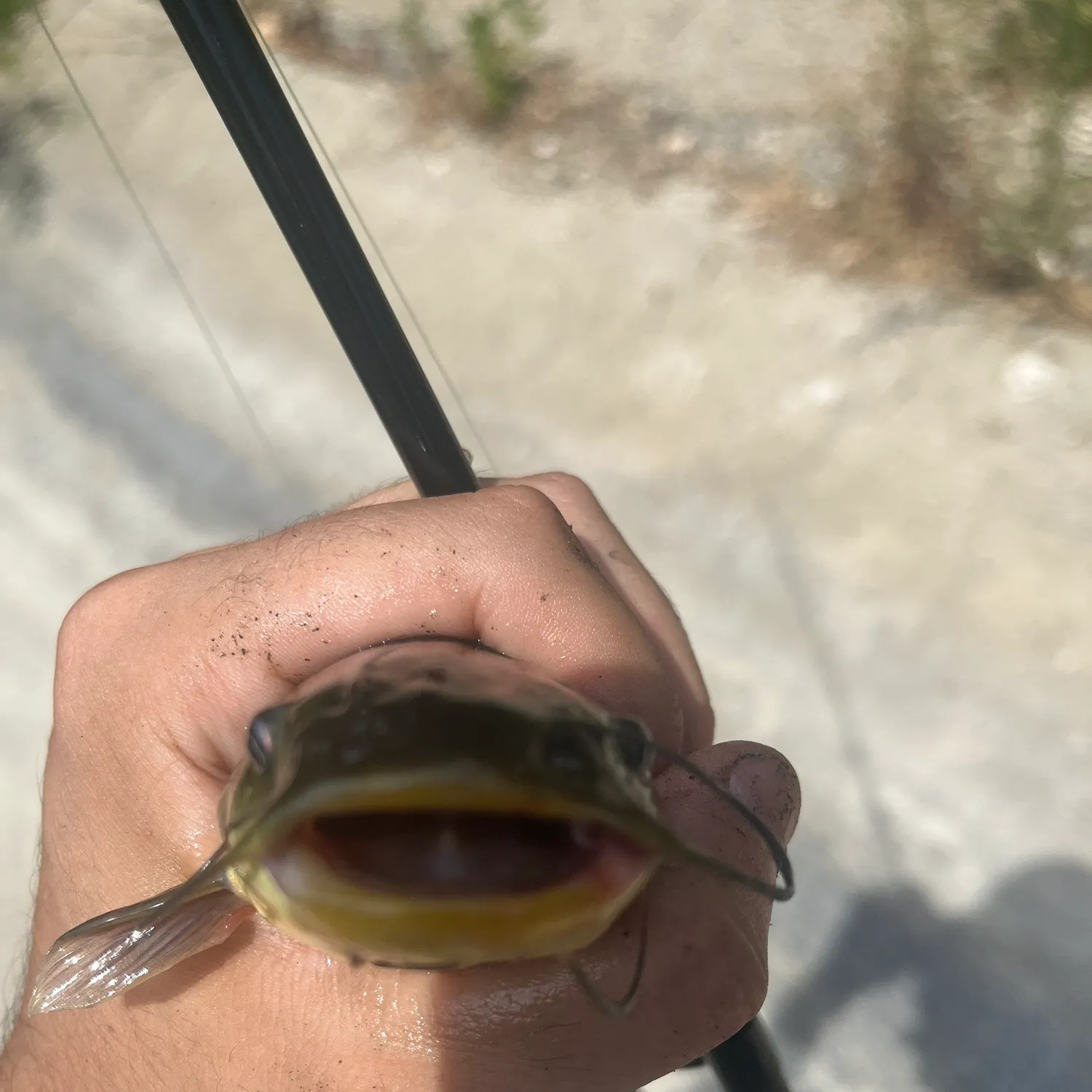 Black bullhead caught on Fishbrain