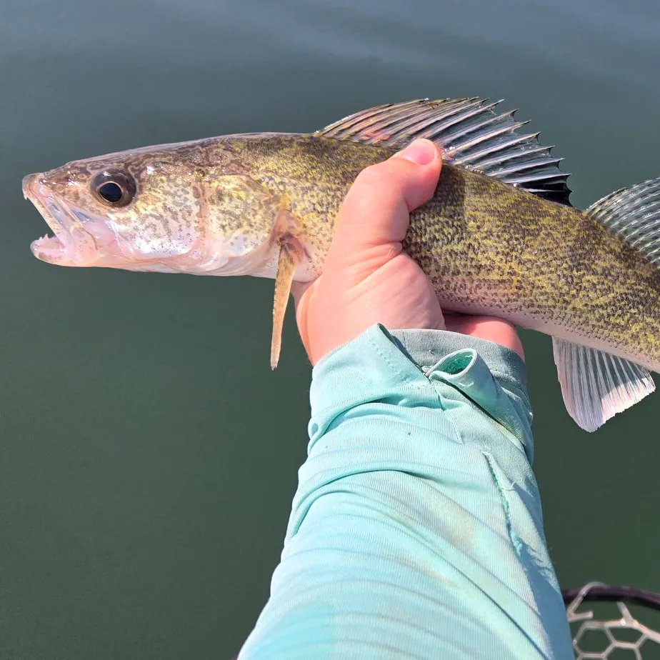 Walleye caught on Fishbrain