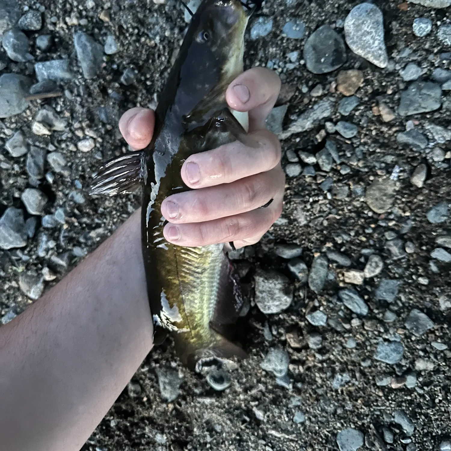 Black bullhead caught on Fishbrain