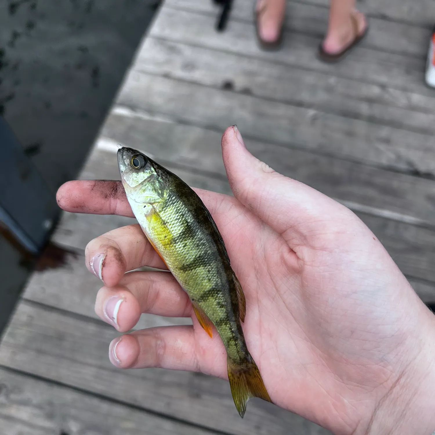 Yellow perch caught on Fishbrain