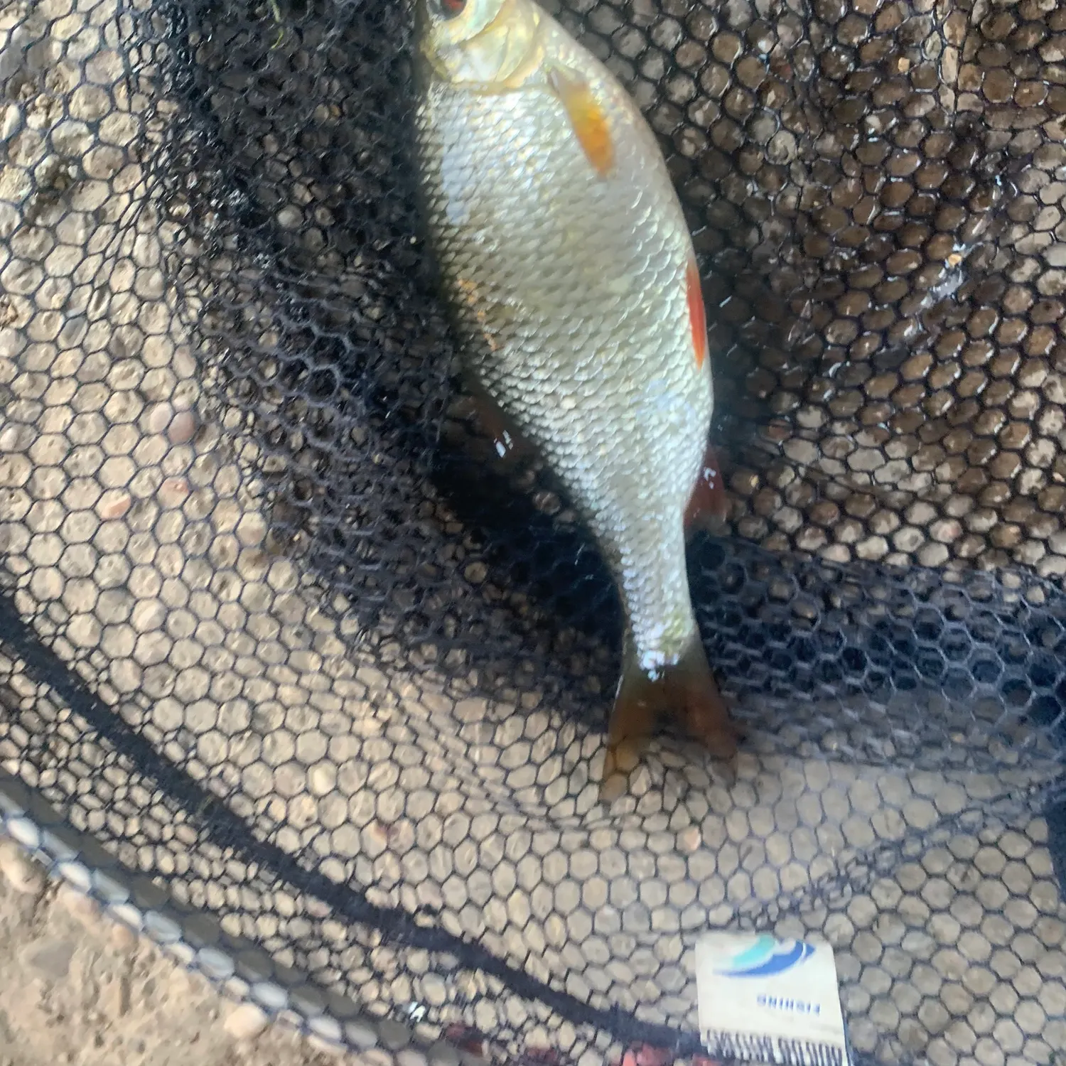 Common roach caught on Fishbrain