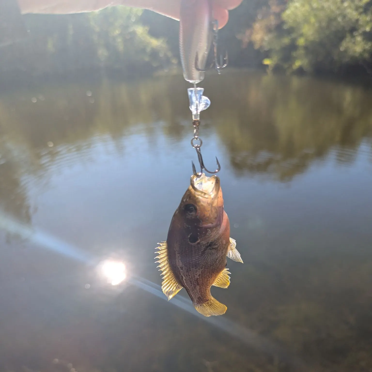 Green sunfish caught on Fishbrain