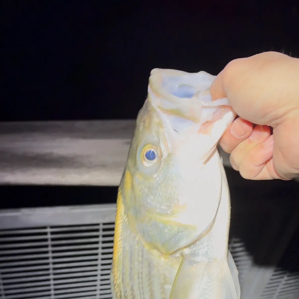 Striped bass caught on Fishbrain
