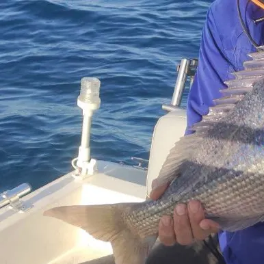 The most recent Common dentex catches on Fishbrain