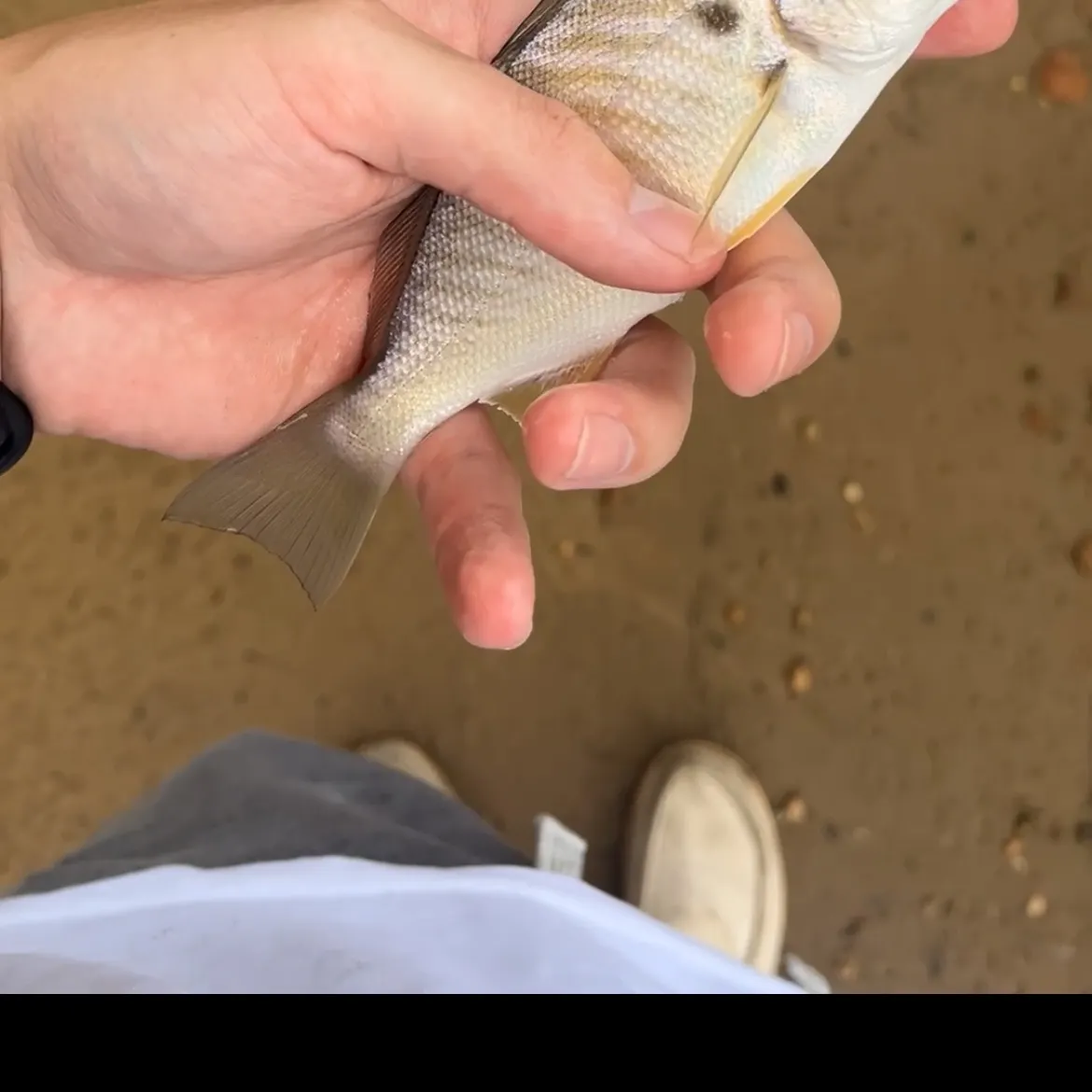 Spot croaker caught on Fishbrain