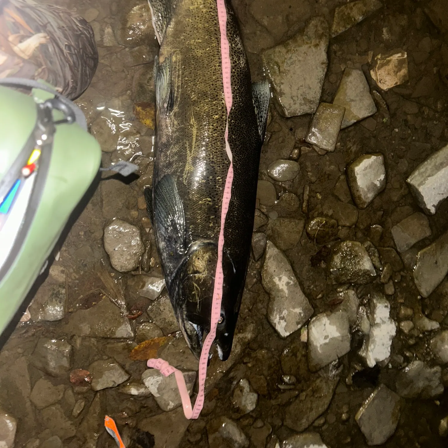 Chinook salmon caught on Fishbrain
