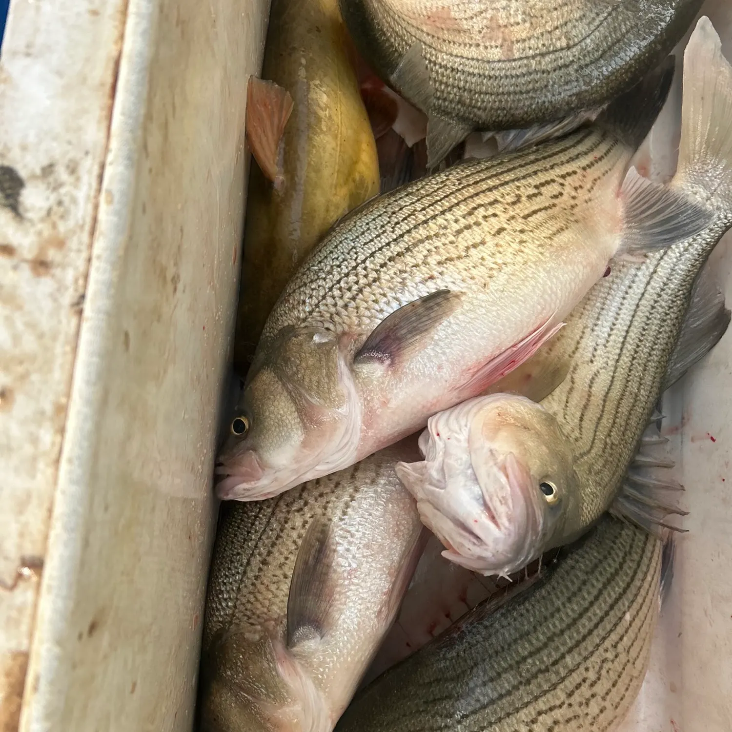 recently logged catches