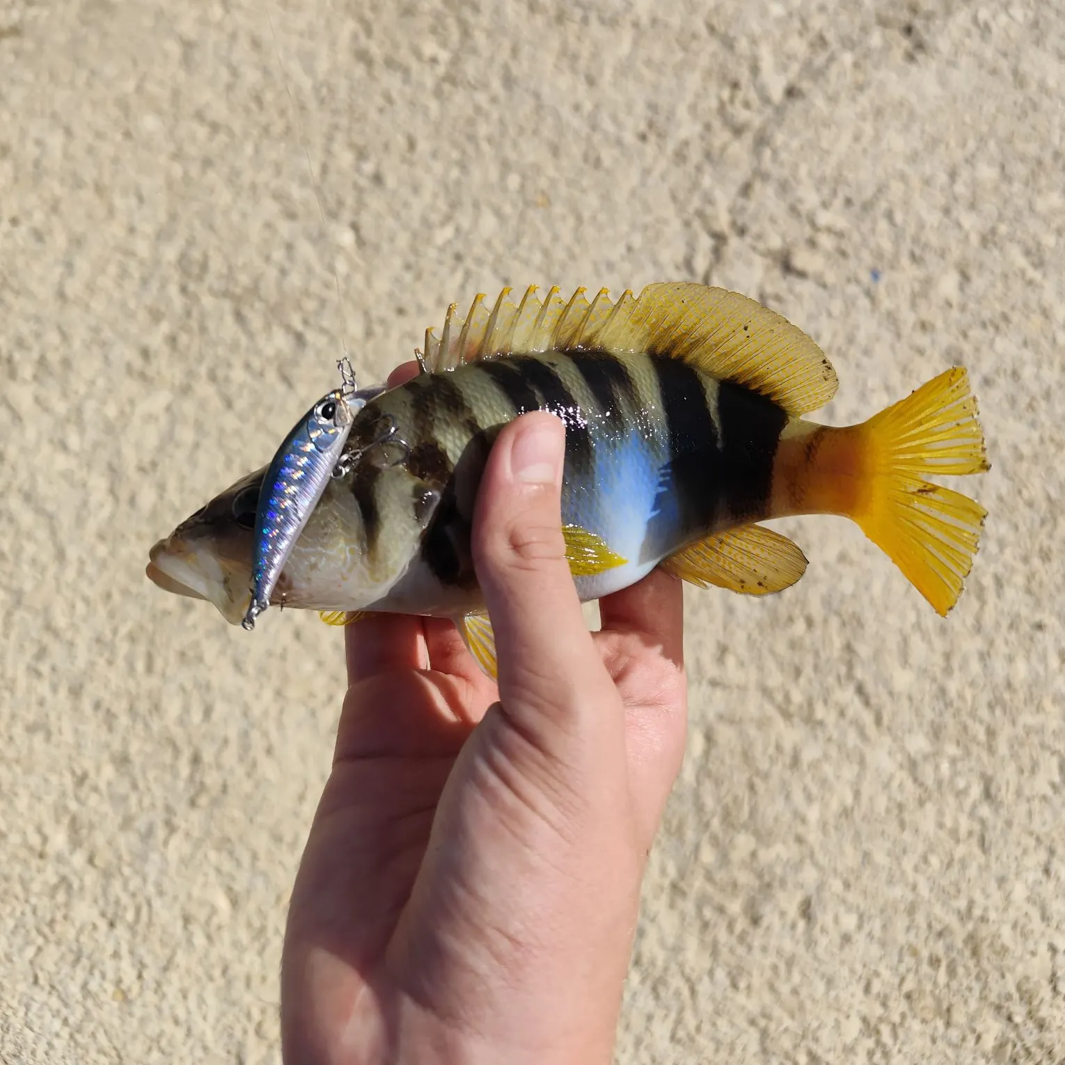 Painted comber caught on Fishbrain
