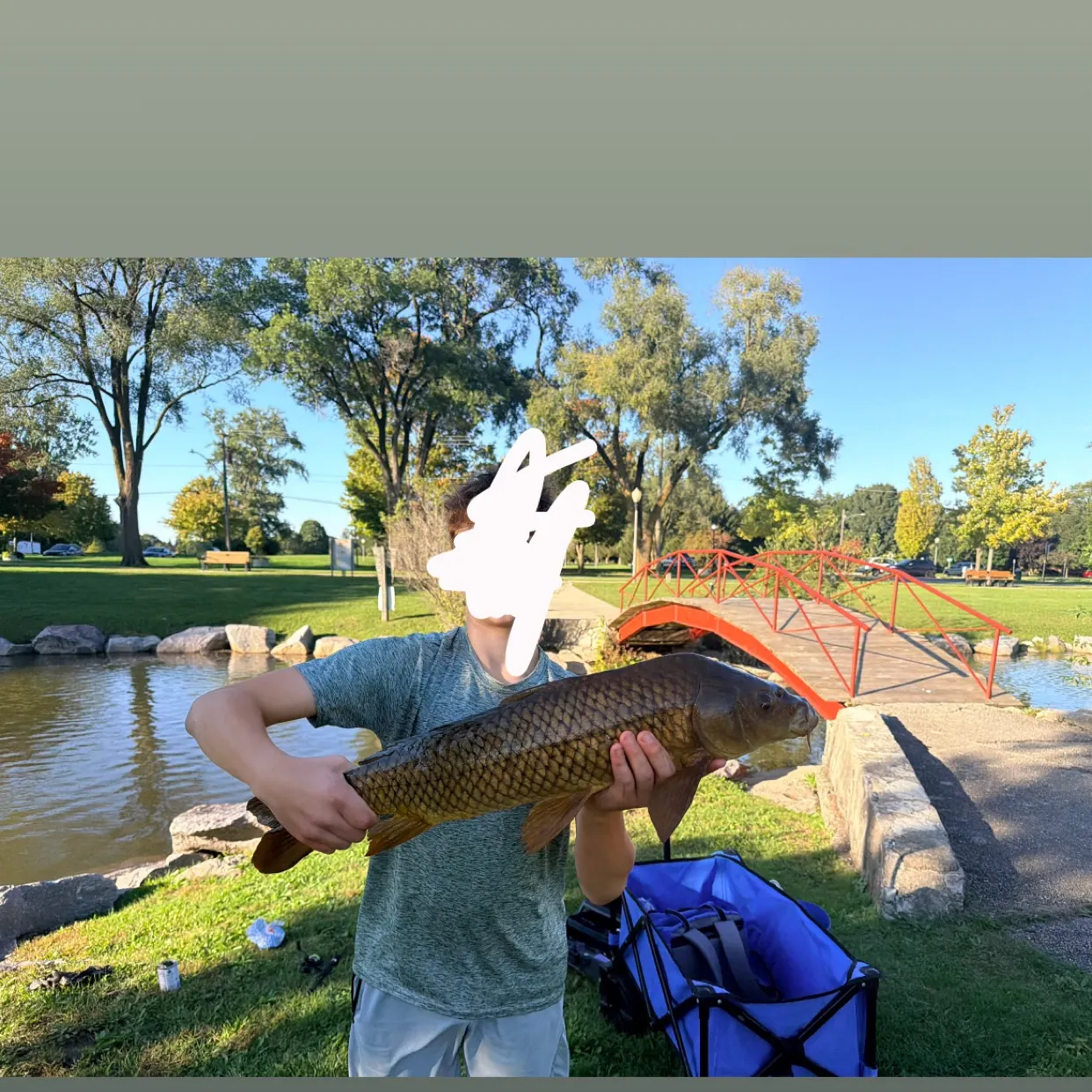 Common carp caught on Fishbrain