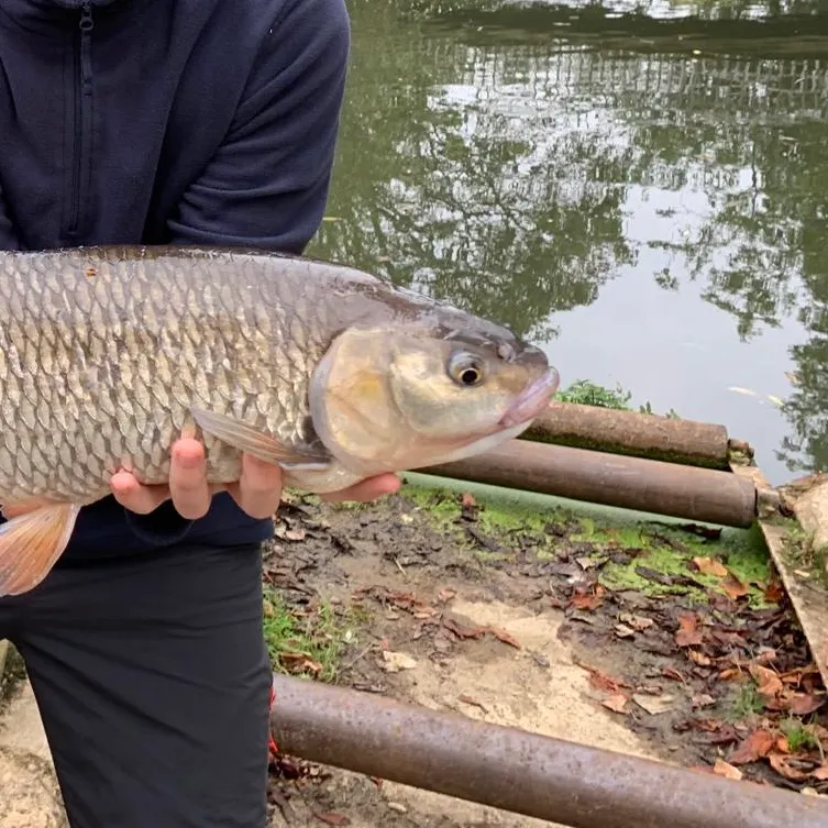 European chub caught on Fishbrain