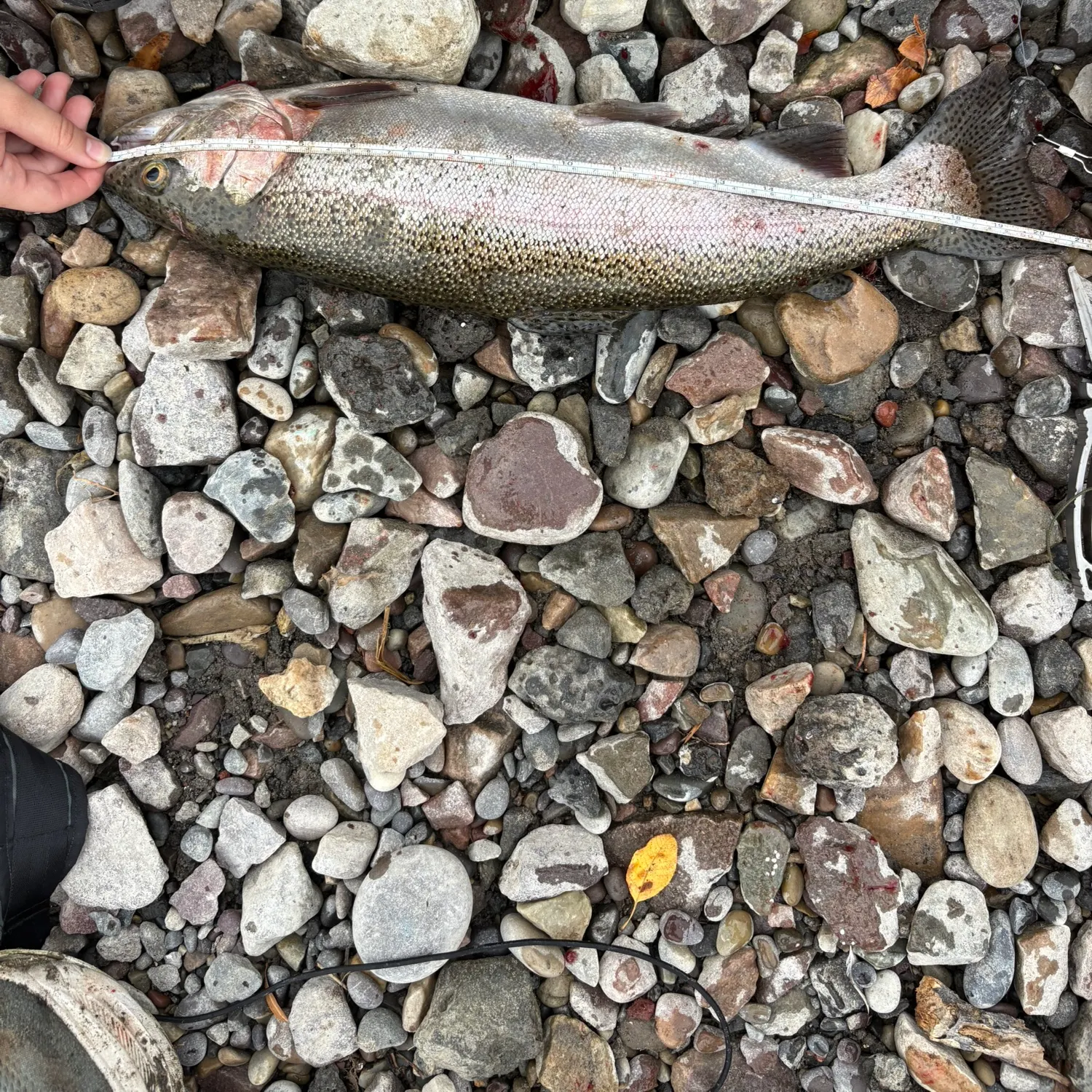 Rainbow trout caught on Fishbrain