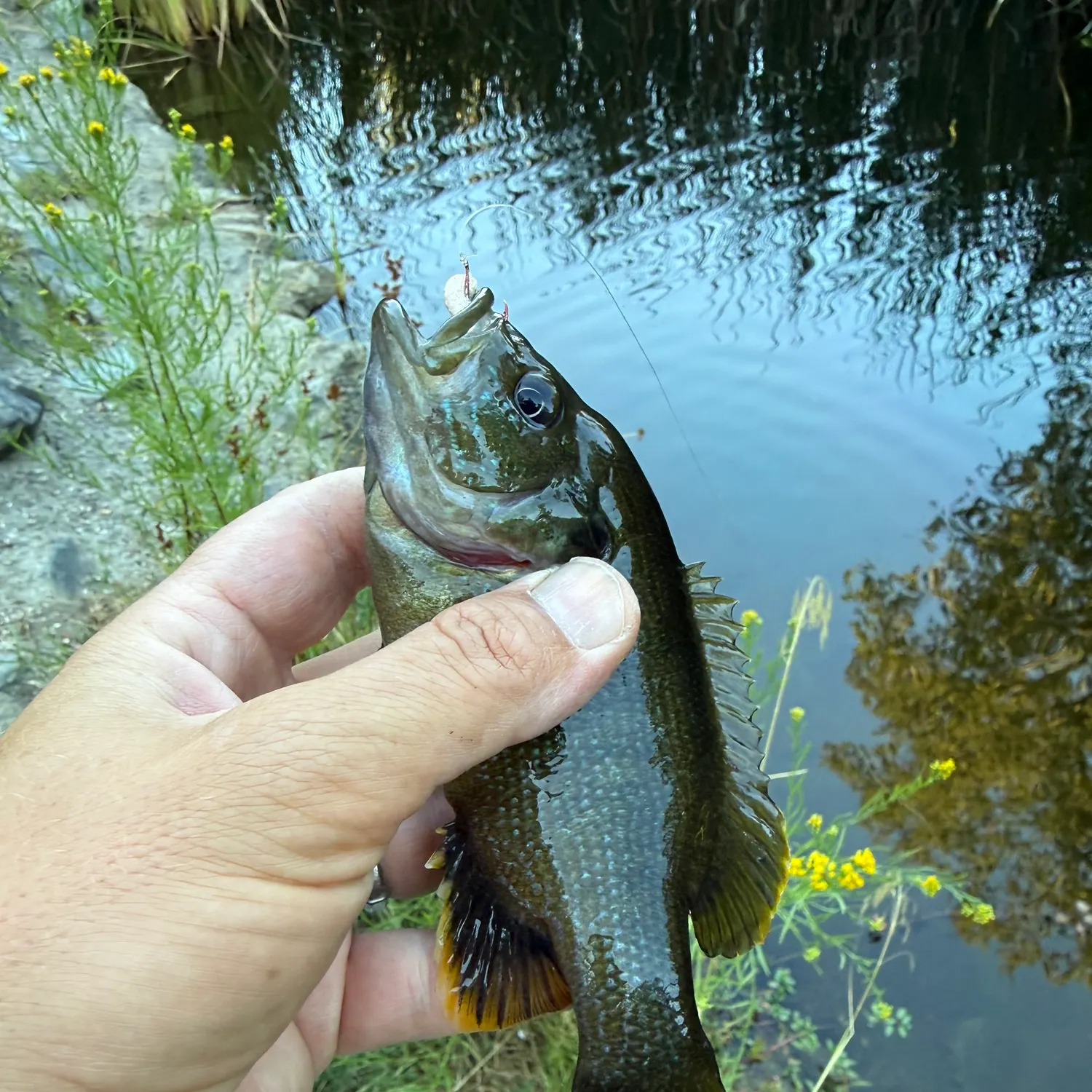 Green sunfish caught on Fishbrain