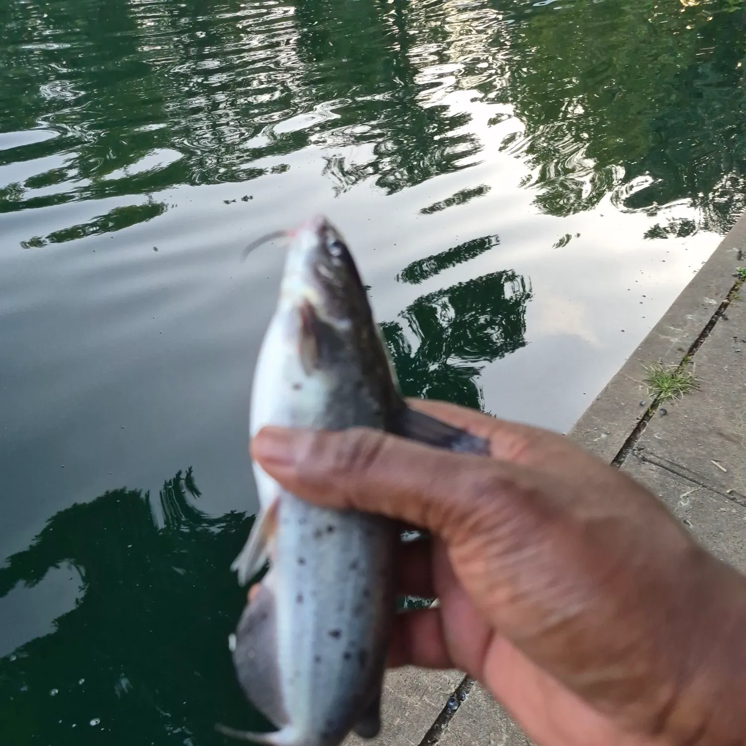 Channel catfish caught on Fishbrain