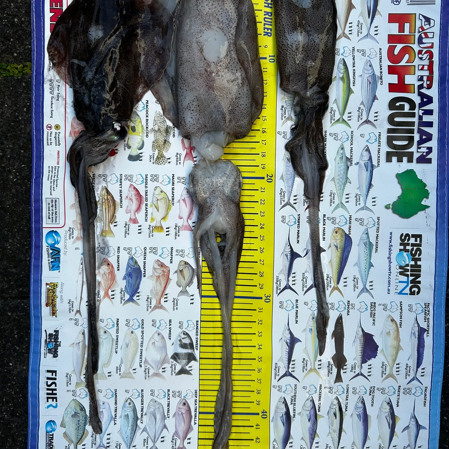 Southern calamari caught on Fishbrain