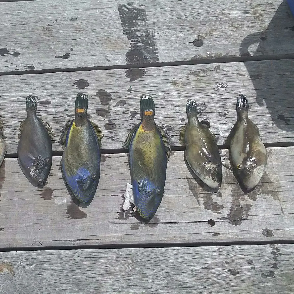 recently logged catches