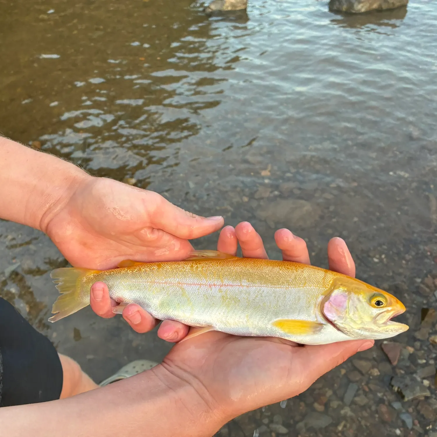 Golden rainbow trout caught on Fishbrain