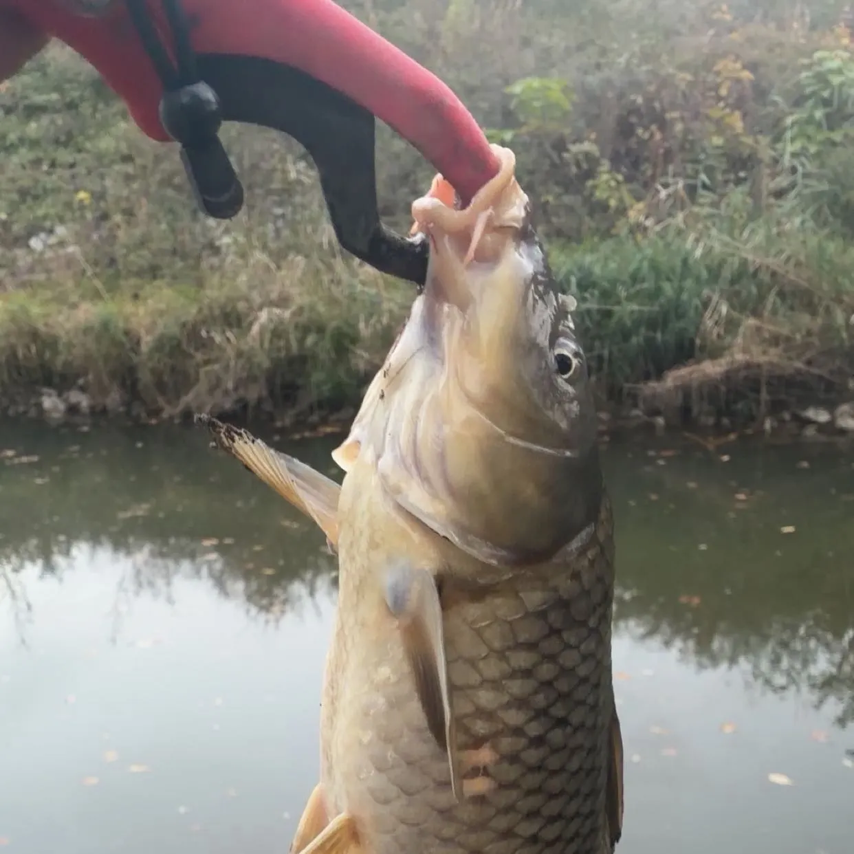 Common carp caught on Fishbrain