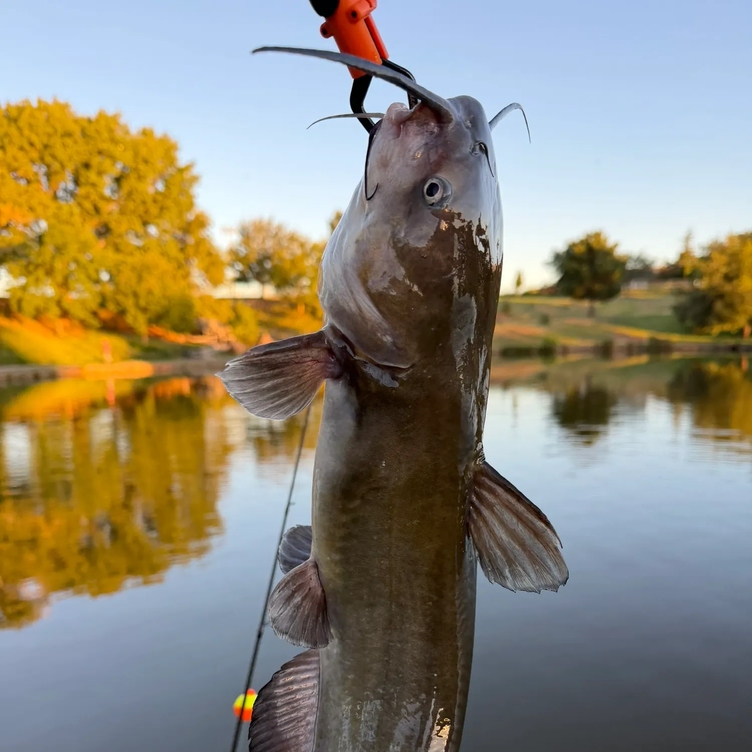 Channel catfish caught on Fishbrain