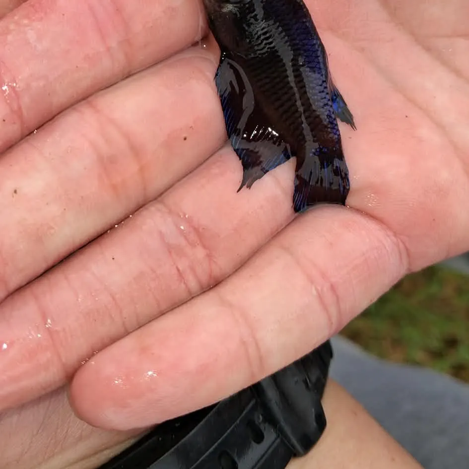 The most recent Siamese fighting fish catches on Fishbrain