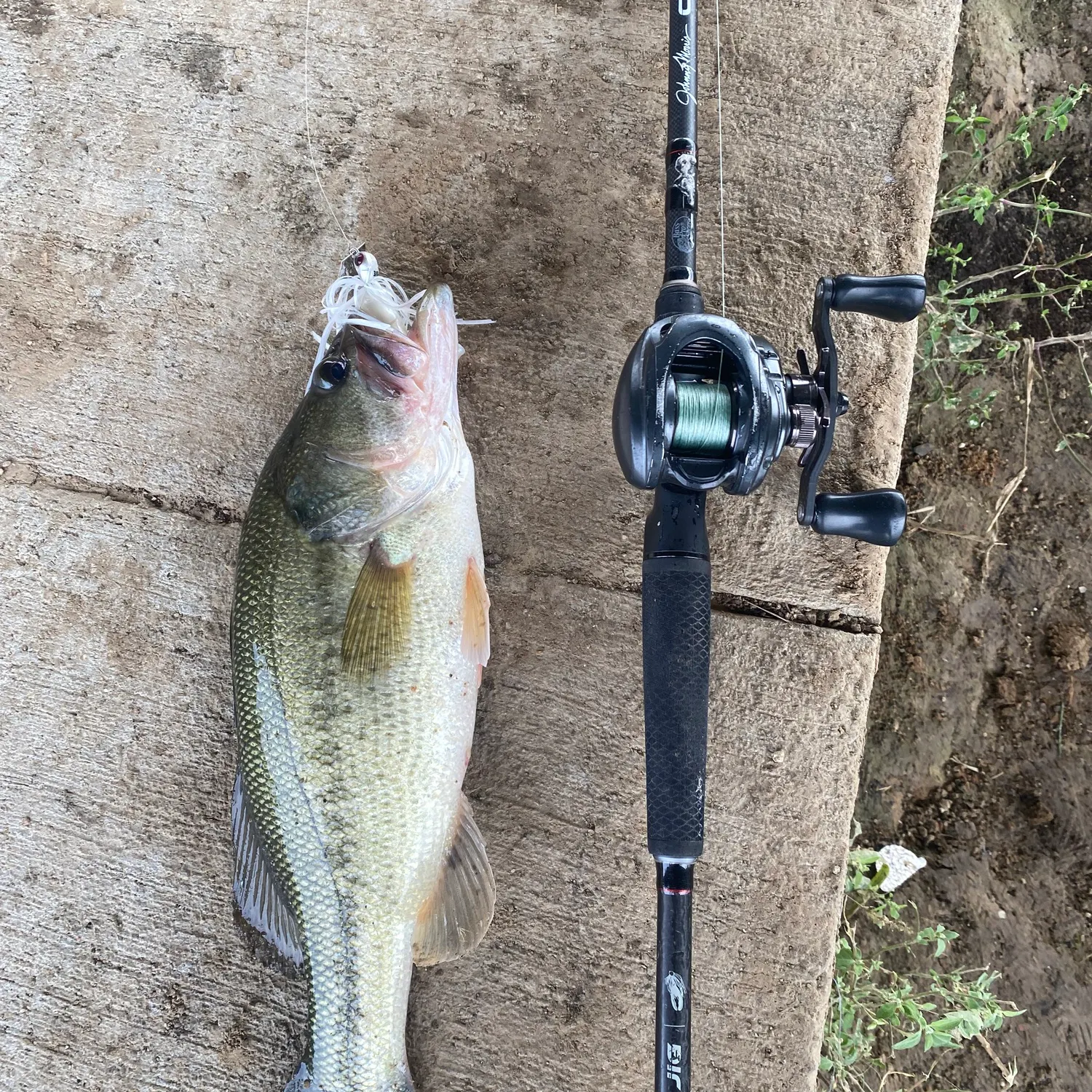 Largemouth bass caught on Fishbrain