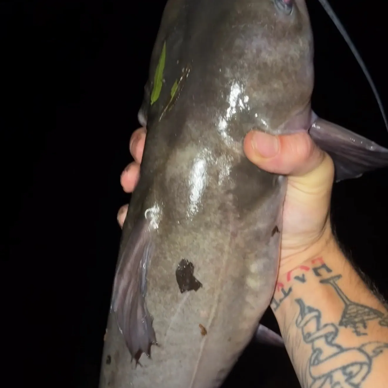 Channel catfish caught on Fishbrain