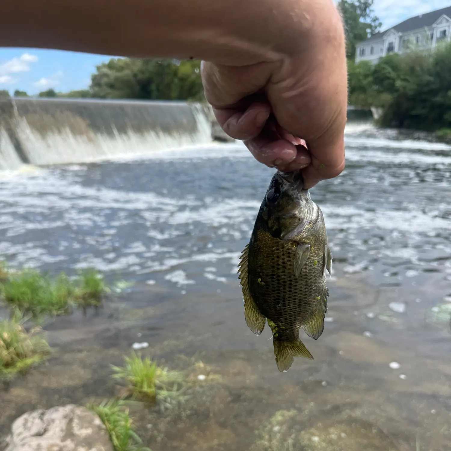 Rock bass caught on Fishbrain